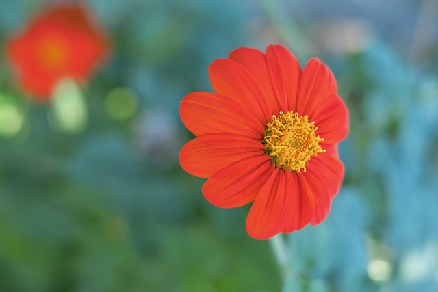 德天空：吉拉西解约金五千万欧，仅对皇马、巴萨等7豪门有效