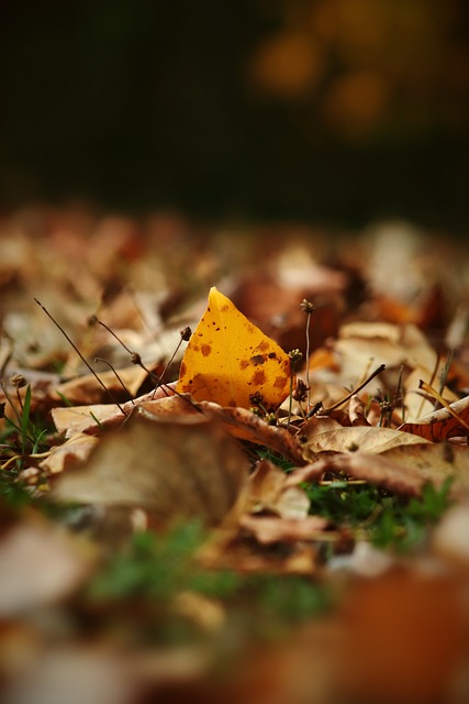 是火箭队的 是火箭队的